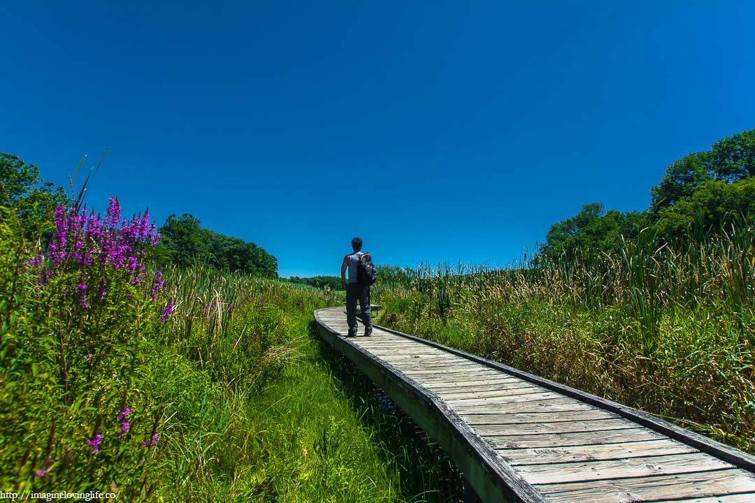 pochuck boardwalk flowers